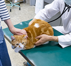 猫診察イメージ