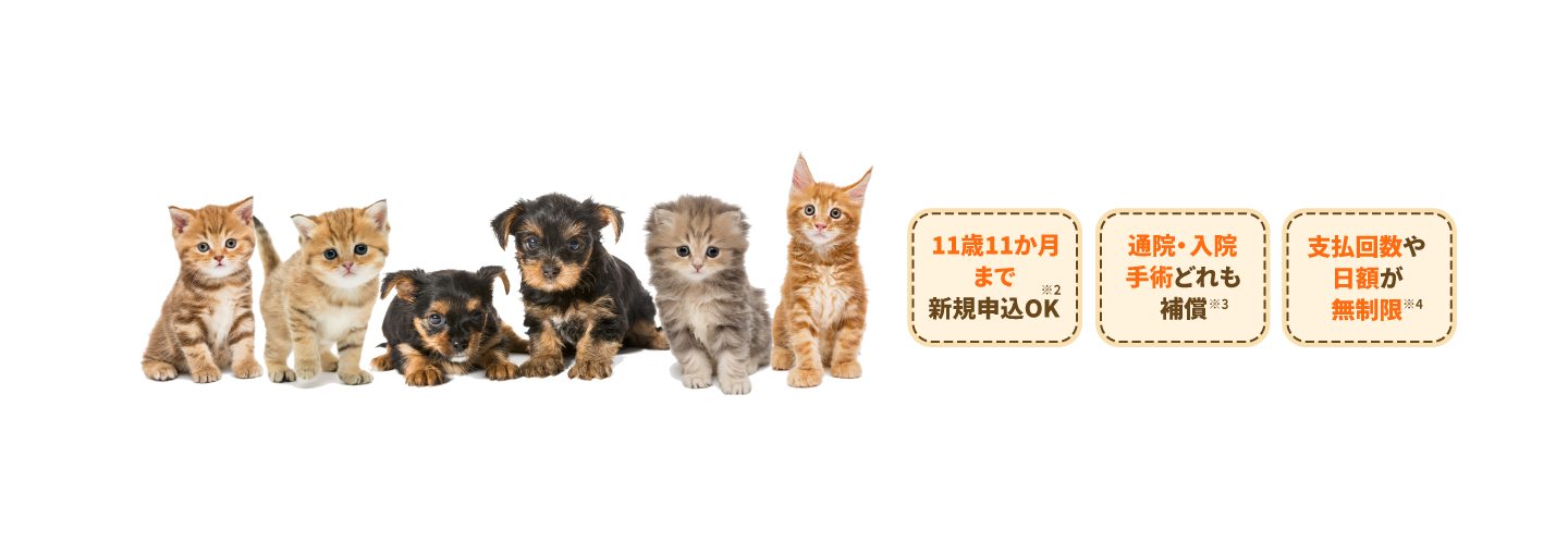 保険市場ネット申込ランキング※2 ペット保険 第1位 11歳11か月まで新規申込OK！※3 原則、一生涯補償が継続！※4